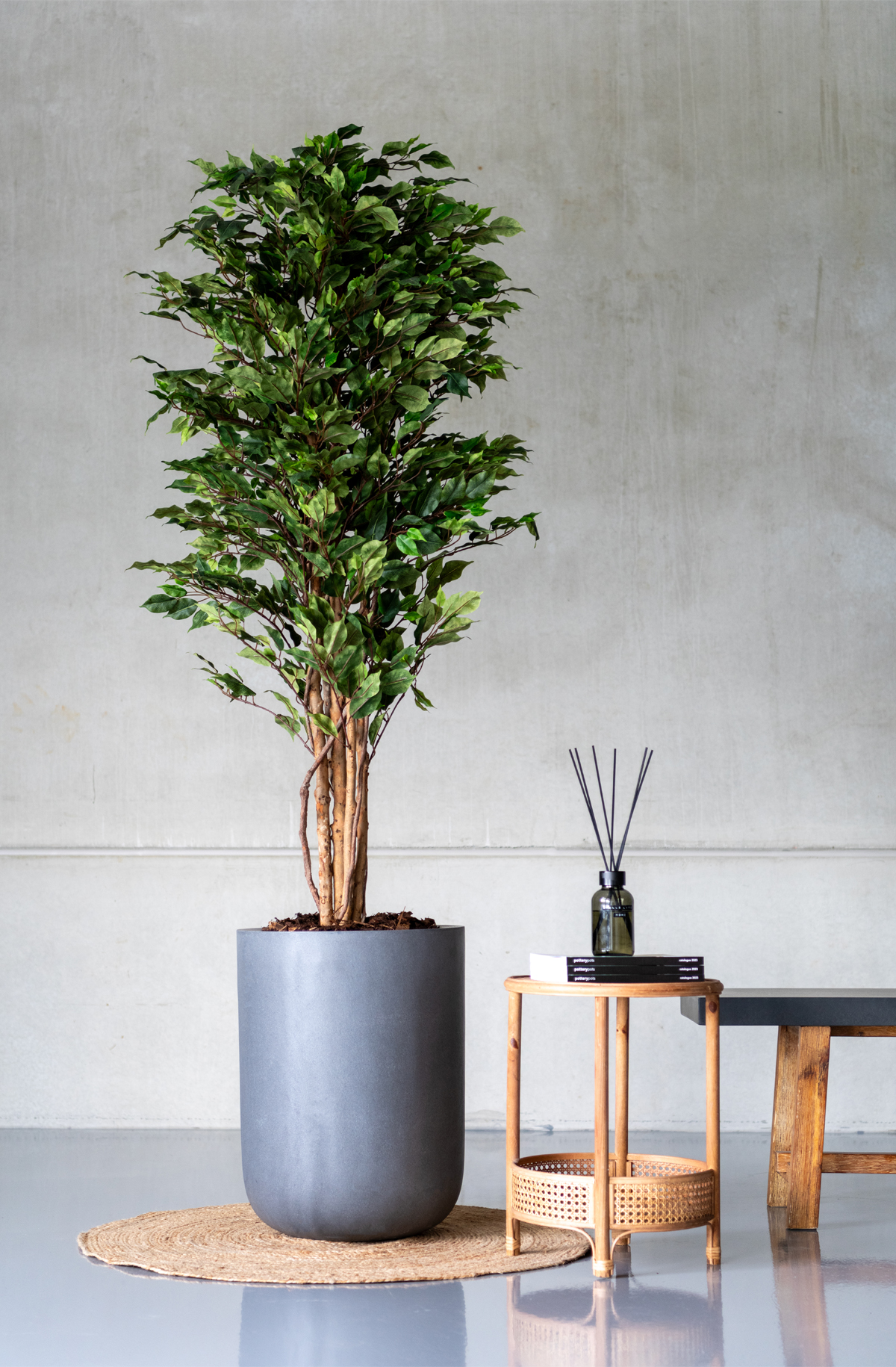 Großer Ficus in grauem Zylindertopf im Loft